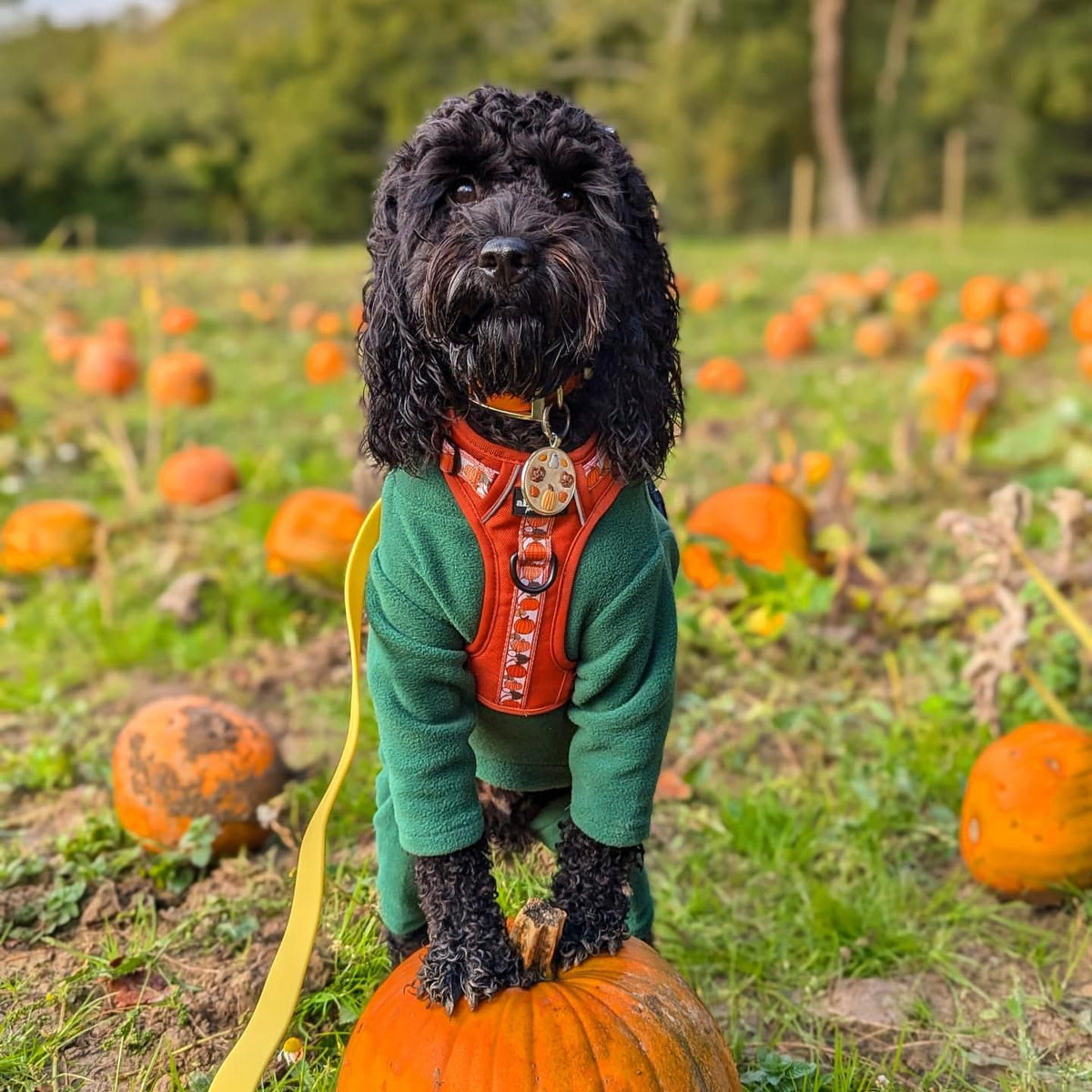 Warm Four-Legged Dog Fleece – Super Soft, Weather-Resistant, Available in a Range of Sizes and Colours - Sayby’s