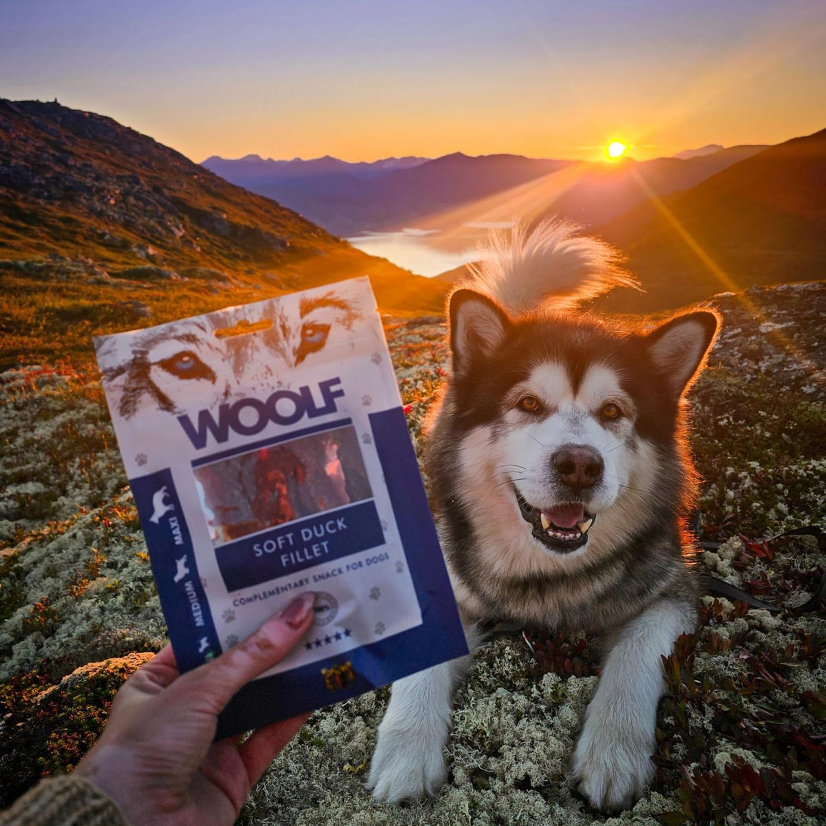 WOOLF Soft Duck Fillet Dog Treats - Complementary Snacks for Dogs. All-Natural Ingredients, High Meat Content, Nutritional, Free from Artificial Additives. Suitable for Dogs (100g) - Sayby’s