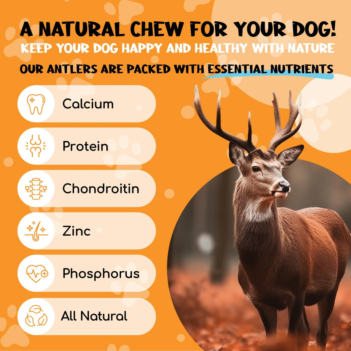 XOOMI Red Deer, Whole Antler Chew for Small Dogs (100-120g) - Natural, Long-Lasting Chew for Healthy Teeth & Strong Chewers - Sustainably Sourced in the UK - Sayby’s
