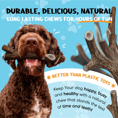 XOOMI Red Deer, Whole Antler Chew for Small Dogs (100-120g) - Natural, Long-Lasting Chew for Healthy Teeth & Strong Chewers - Sustainably Sourced in the UK - Sayby’s