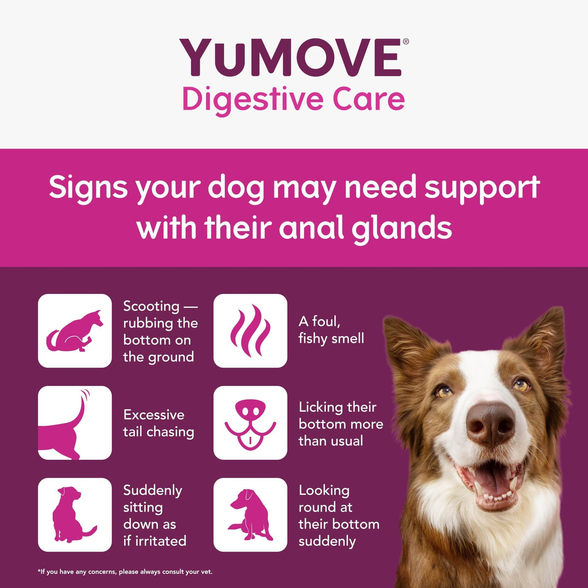 YuMOVE Digestive Care, Dog Pre and Probiotics Supplement for Gut Health, Digestive Support for All Ages and Breeds, 120 Tablets - Eco Friendly and Letter Box Ready Packaging - Sayby’s