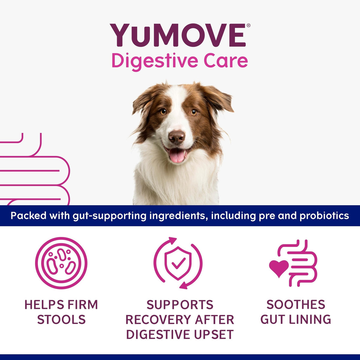 YuMOVE Digestive Care Rapid, Dog Pre and Probiotic Paste for Gut Health, Digestive Supplements with Fast-Acting Ingredients for Medium Dogs, 30ml - Sayby’s