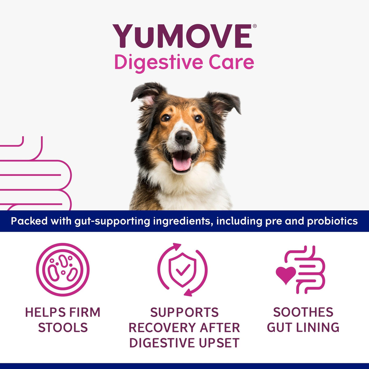 YuMOVE Digestive Care Rapid, Dog Pre and Probiotic Paste for Gut Health, Digestive Supplements with Fast-Acting Ingredients for Medium Dogs, 30ml - Sayby’s
