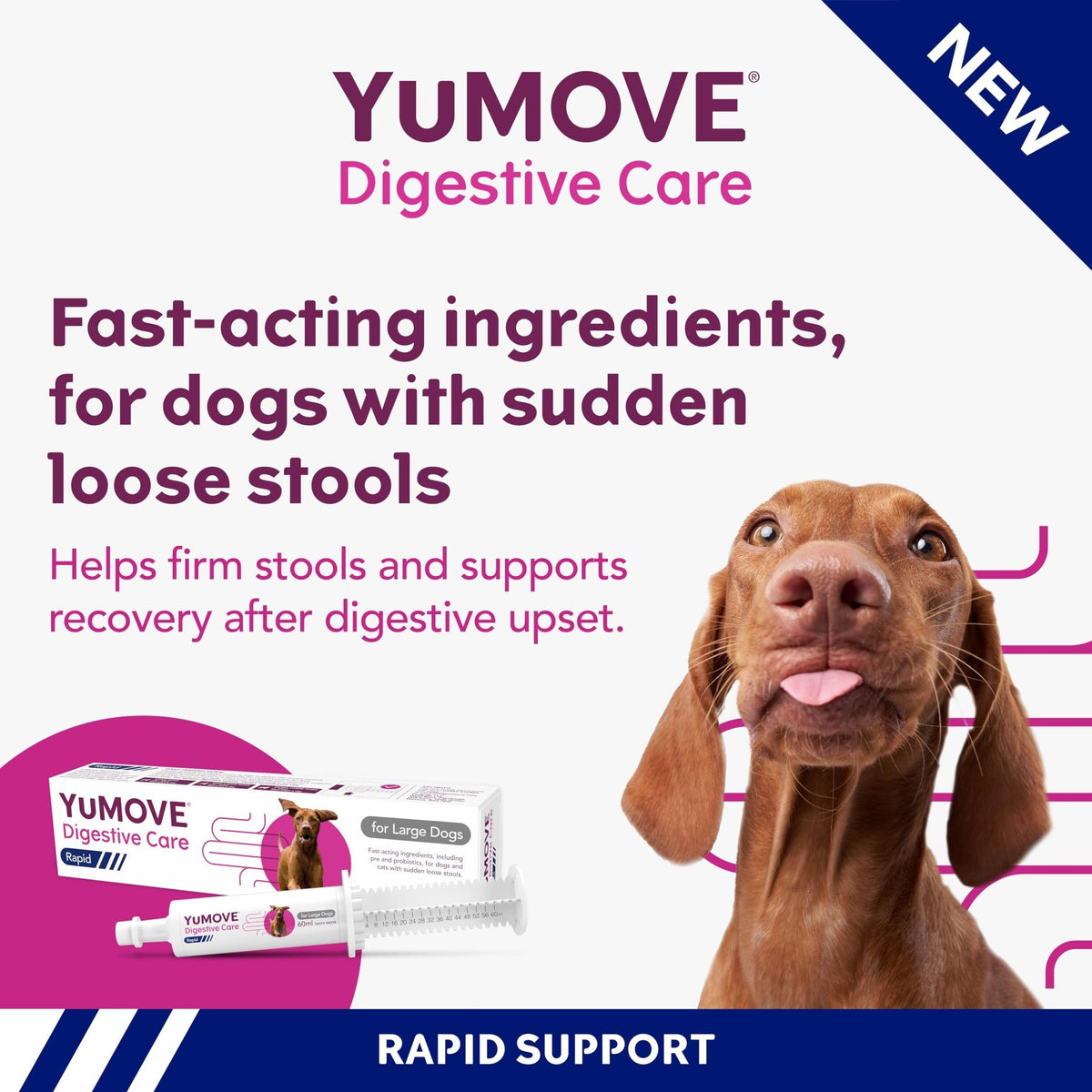 YuMOVE Digestive Care Rapid, Dog Pre and Probiotic Paste for Gut Health, Digestive Supplements with Fast-Acting Ingredients for Medium Dogs, 30ml - Sayby’s